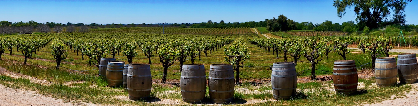 Cooper Vineyards Panoramic