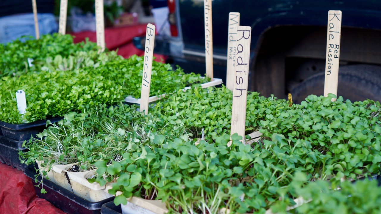 Sunday Farmers Market Sprouts